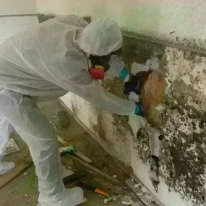 Mold Remediation and Removal in Cass County, IA